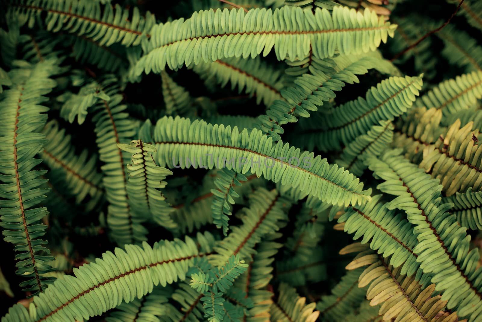 Fern leaves with background. by start08