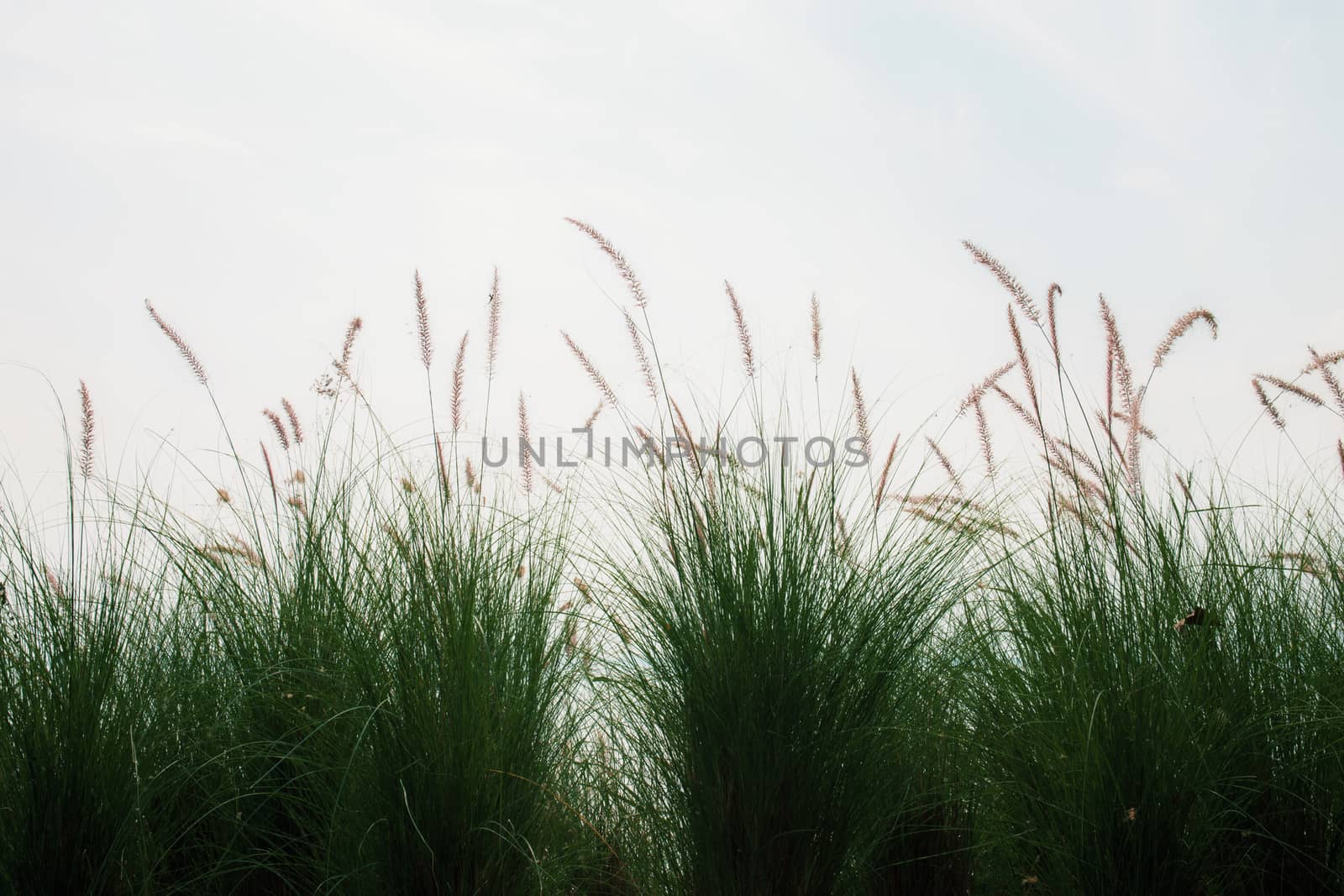 Grass on field with the sunlight at sky.