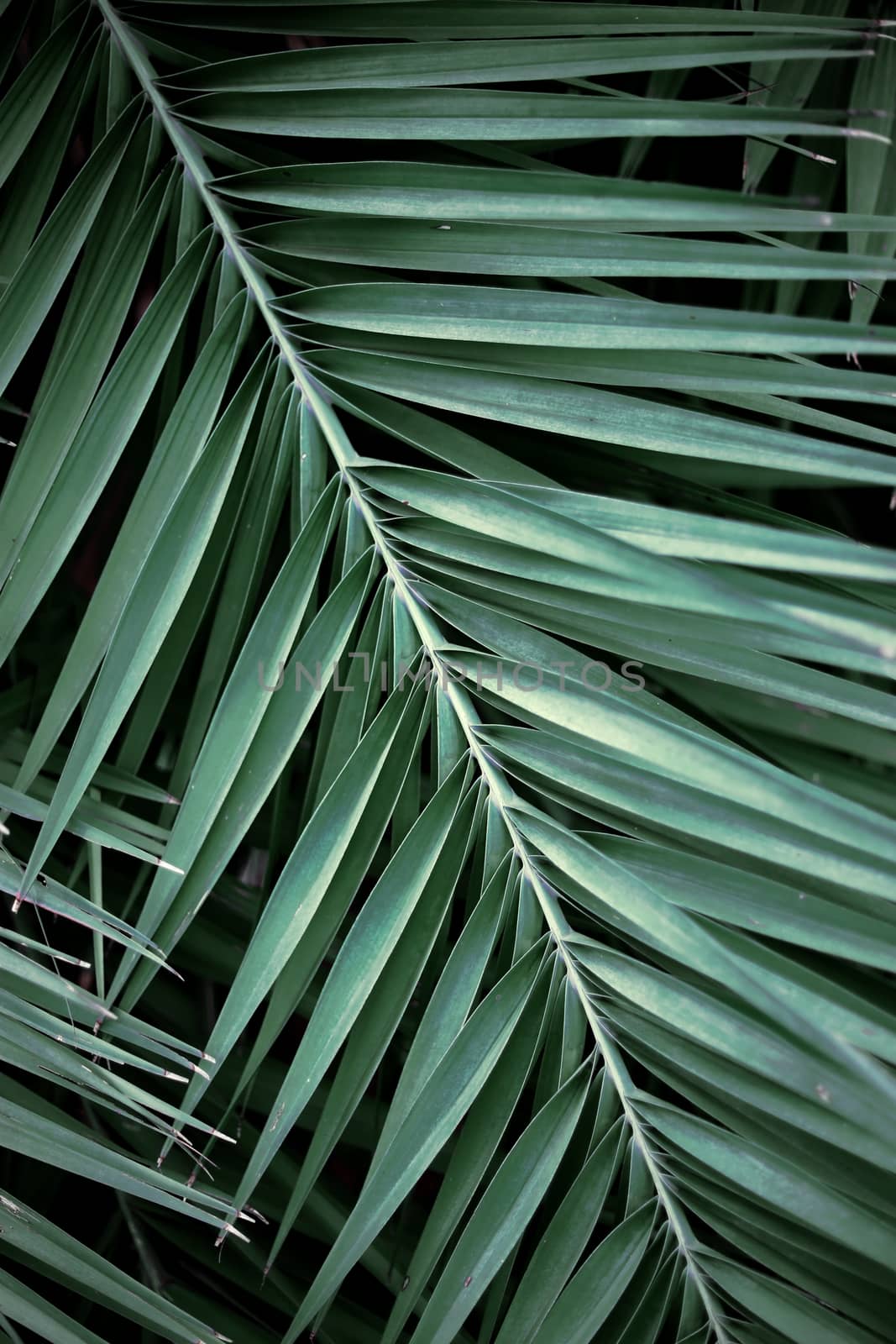 Palm leaves with texture. by start08