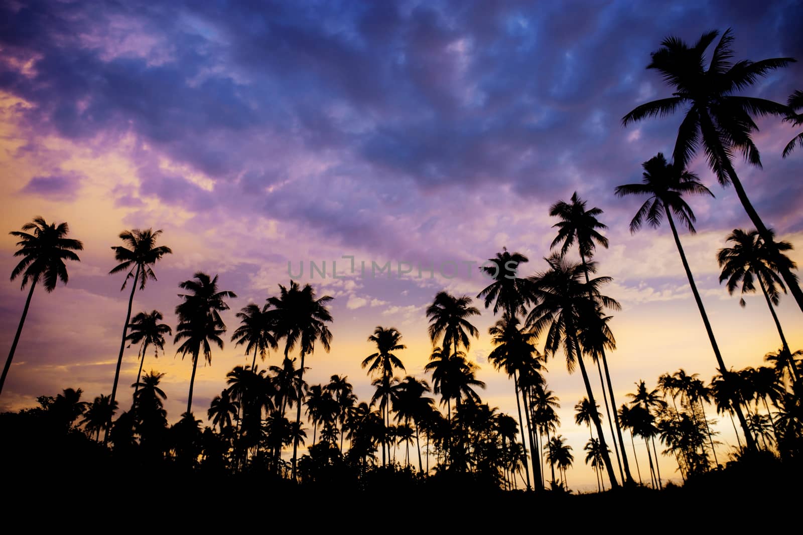 Palm tree on beach with silhouette. by start08