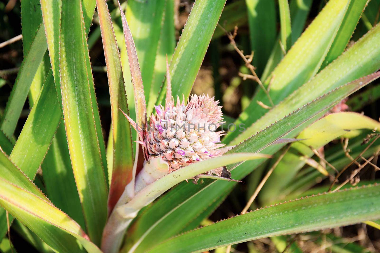 Pineapple are growing on tree with the sunlight.