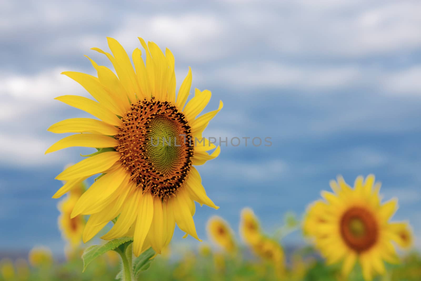 Sunflower with blue sky. by start08