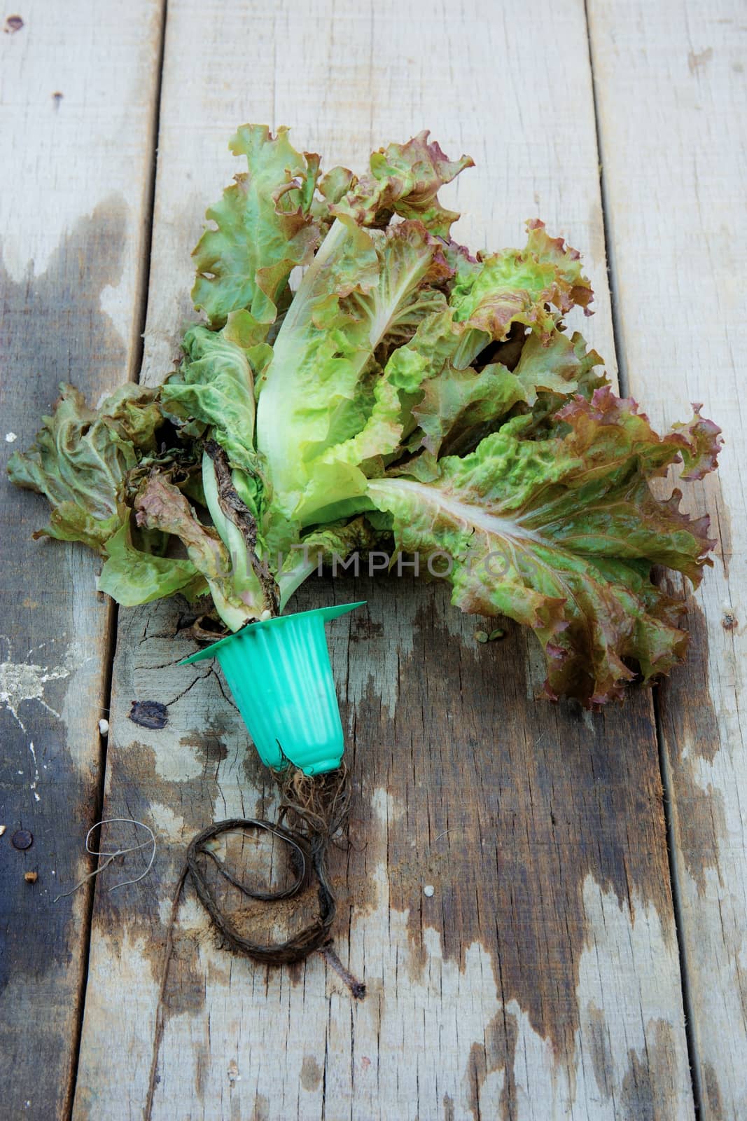 Vegetables and roots of wet on wooden.