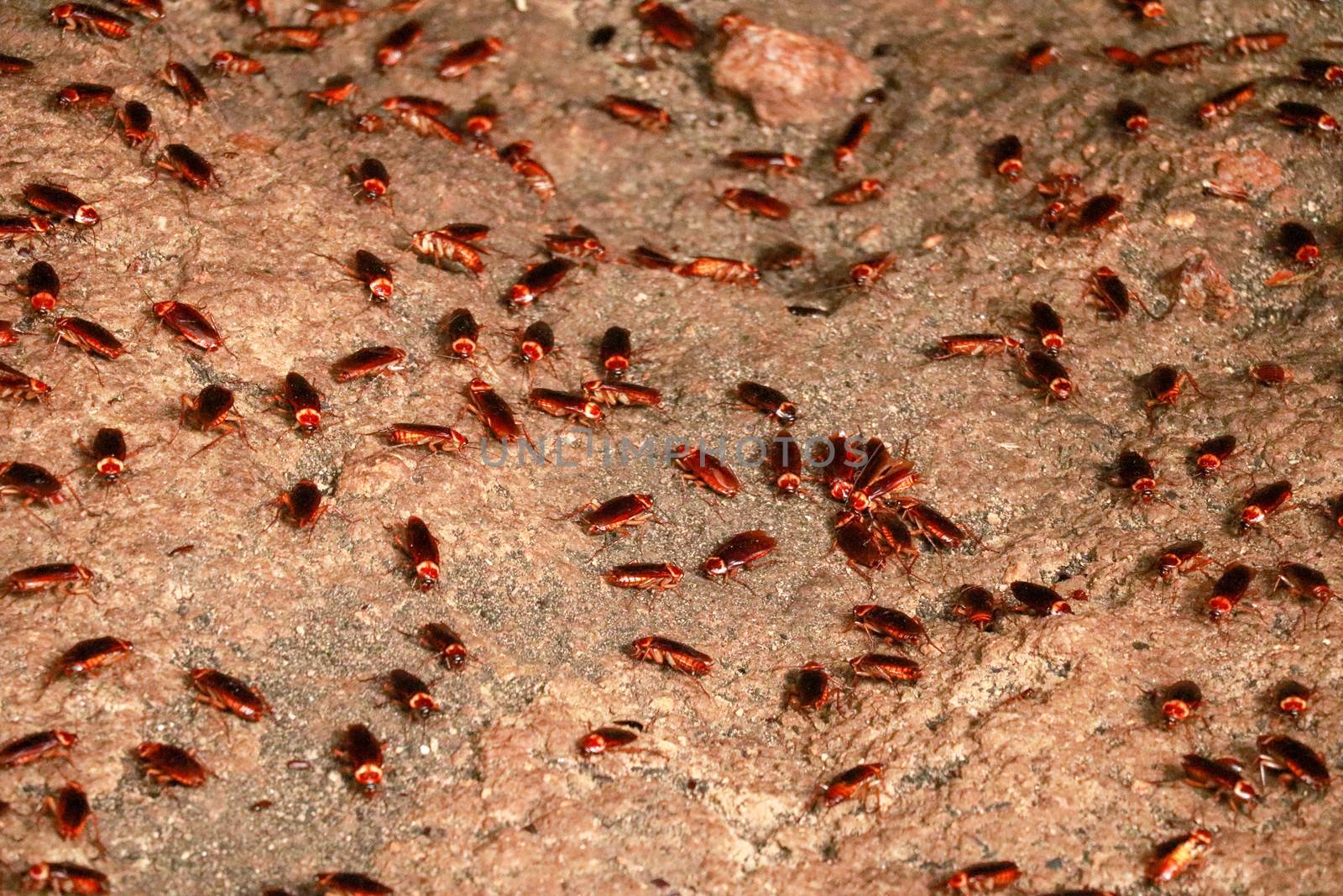 A colony of cockroaches crawls on the sand in a cave. Full of fake creepy cockroaches on the dirty wall.