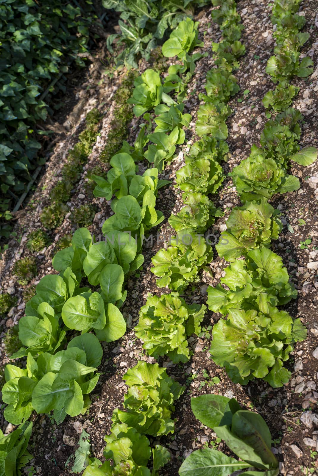 growing luttaga plantation for food use for home use