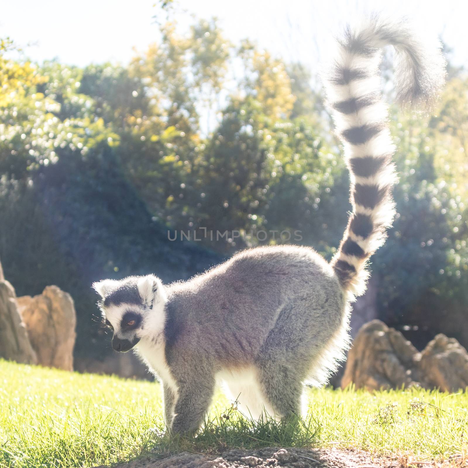 Ring tailed lemur on meadow illuminated by afternoon sun by kasto