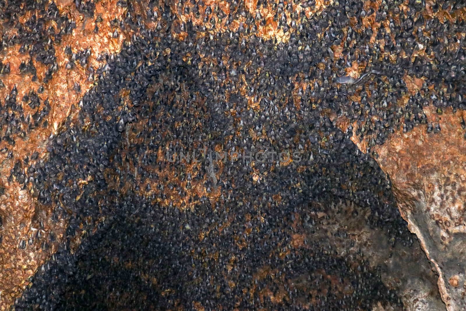 Colony of bats hanging on the ceiling of a cave. Goa Bangkang Prabu, Lombok, Indonesia.