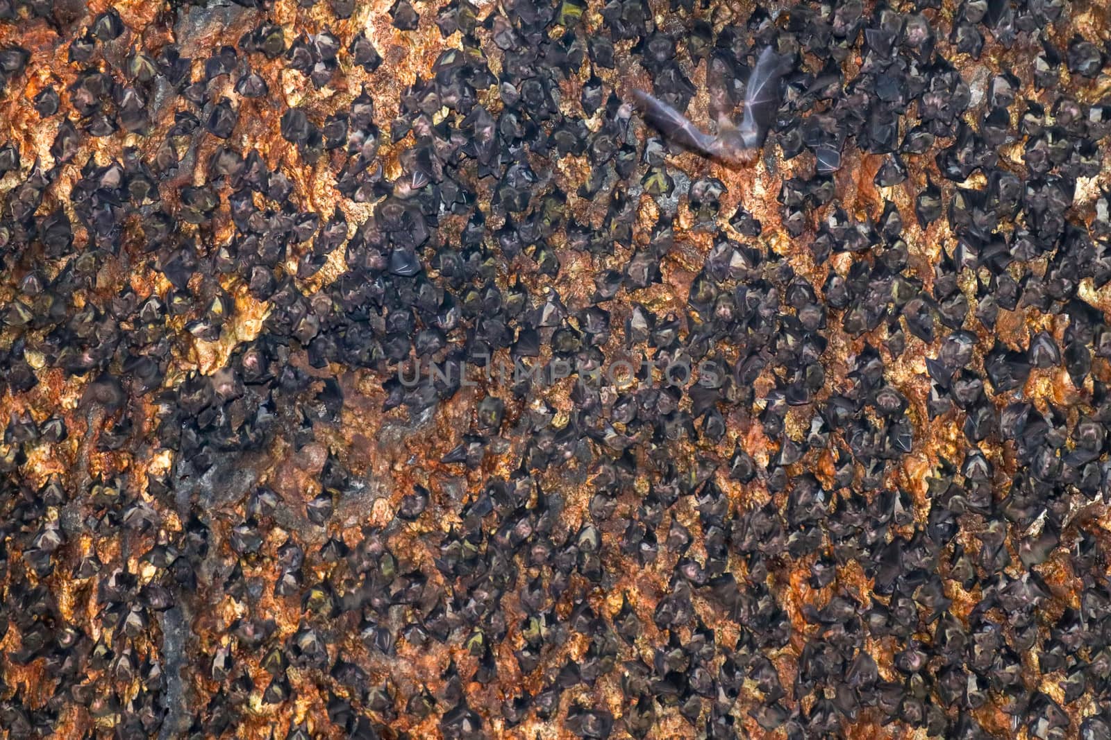 Colony of bats hanging on the ceiling of a cave. Goa Bangkang Prabu, Lombok, Indonesia.