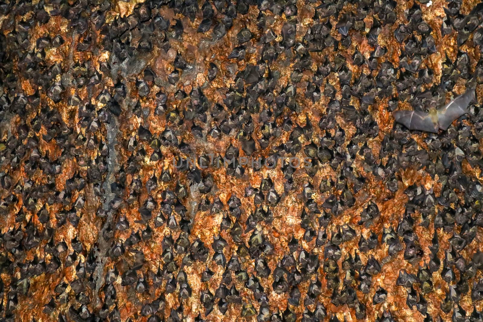Colony of bats hanging on the ceiling of a cave. Goa Bangkang Prabu, Lombok, Indonesia.