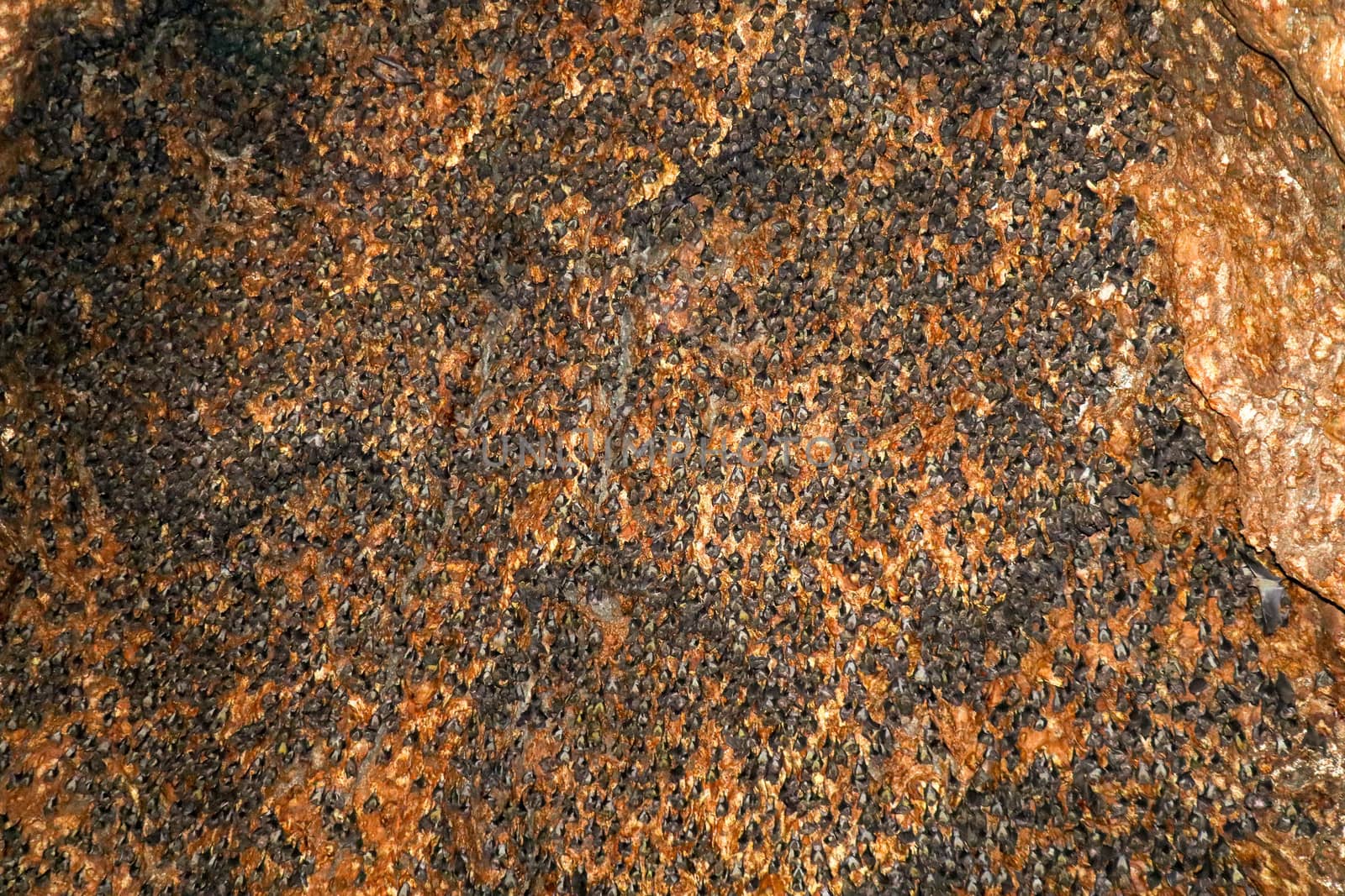 Colony of bats hanging on the ceiling of a cave. Goa Bangkang Prabu, Lombok, Indonesia.