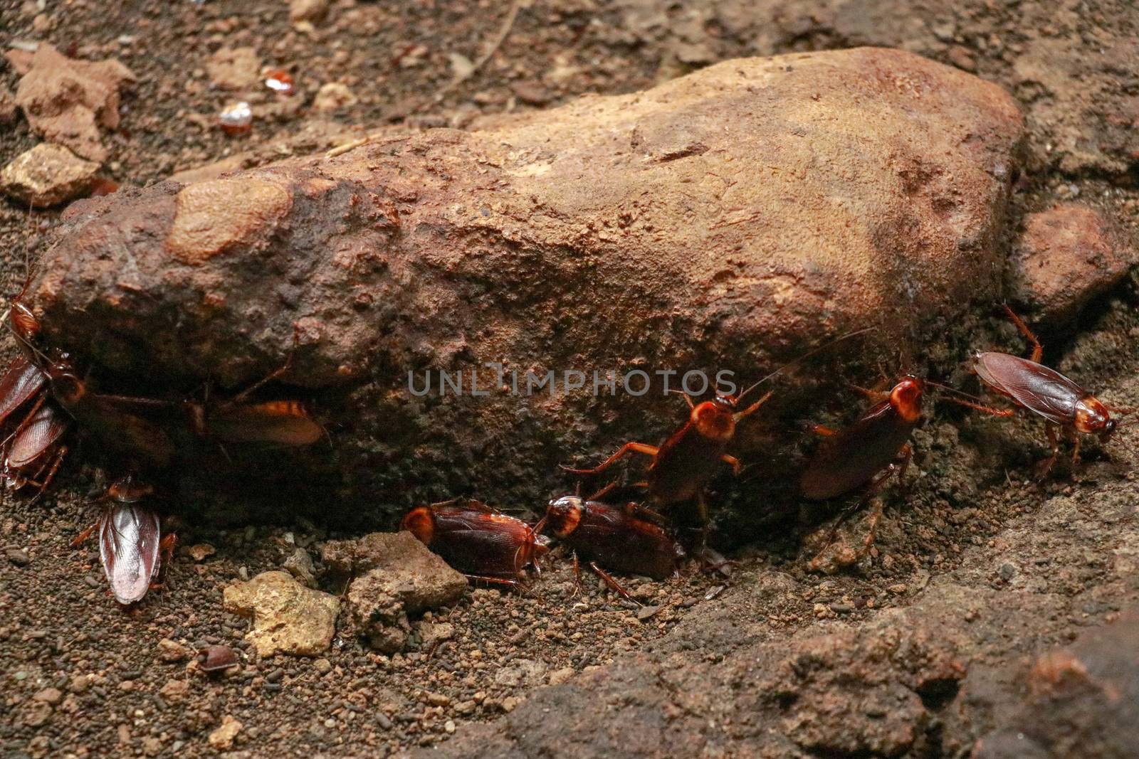 A group of cockroaches around a stone.. Close up view of cockroach on wall its six legs, wings and two antenna on head, brown color.