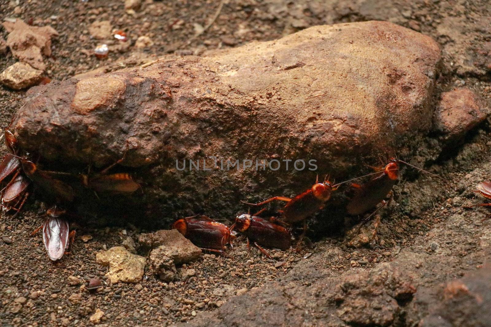 A group of cockroaches around a stone.. Close up view of cockroach on wall its six legs, wings and two antenna on head, brown color.