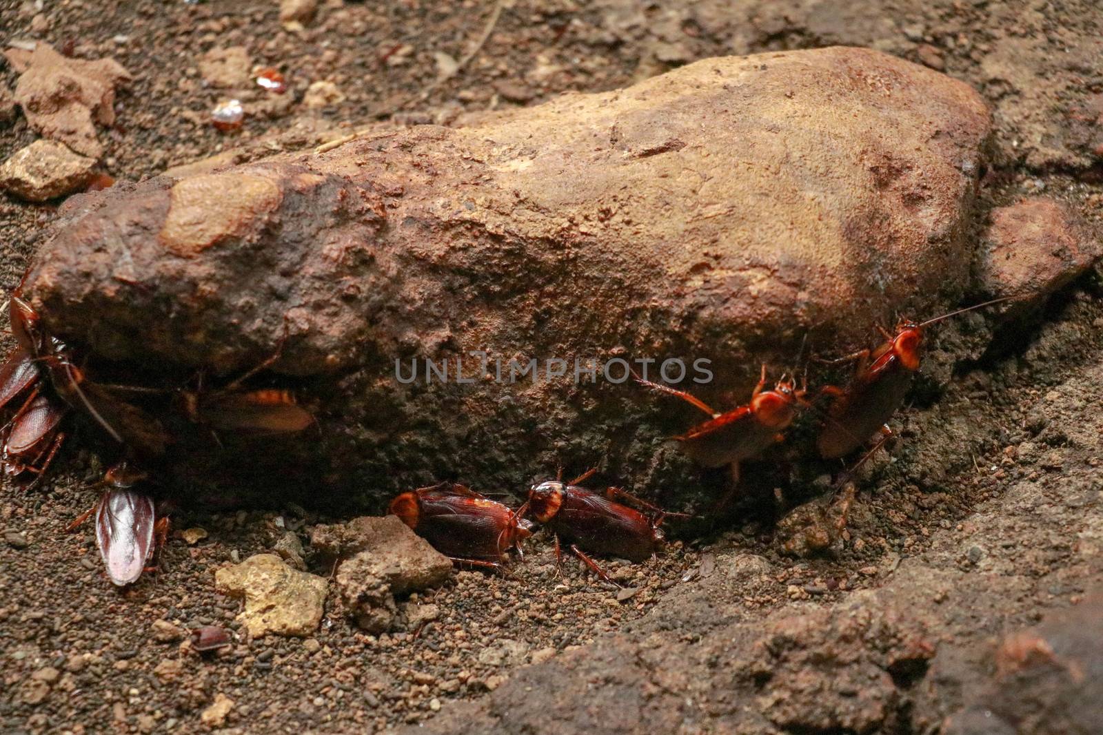 A group of cockroaches around a stone.. Close up view of cockroach on wall its six legs, wings and two antenna on head, brown color.