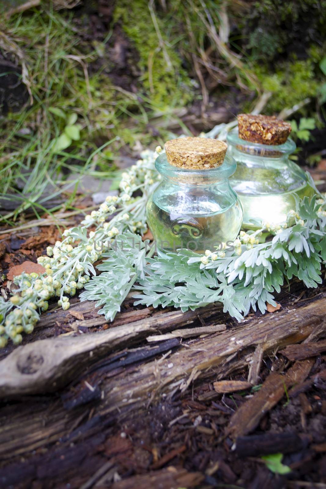Bottles with essential oil and wormwood leaves on a wooden background closeup, vertical image
