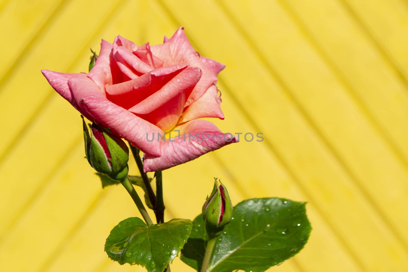 Yellow plank wooden background and tender pink rose closeup in sunny day