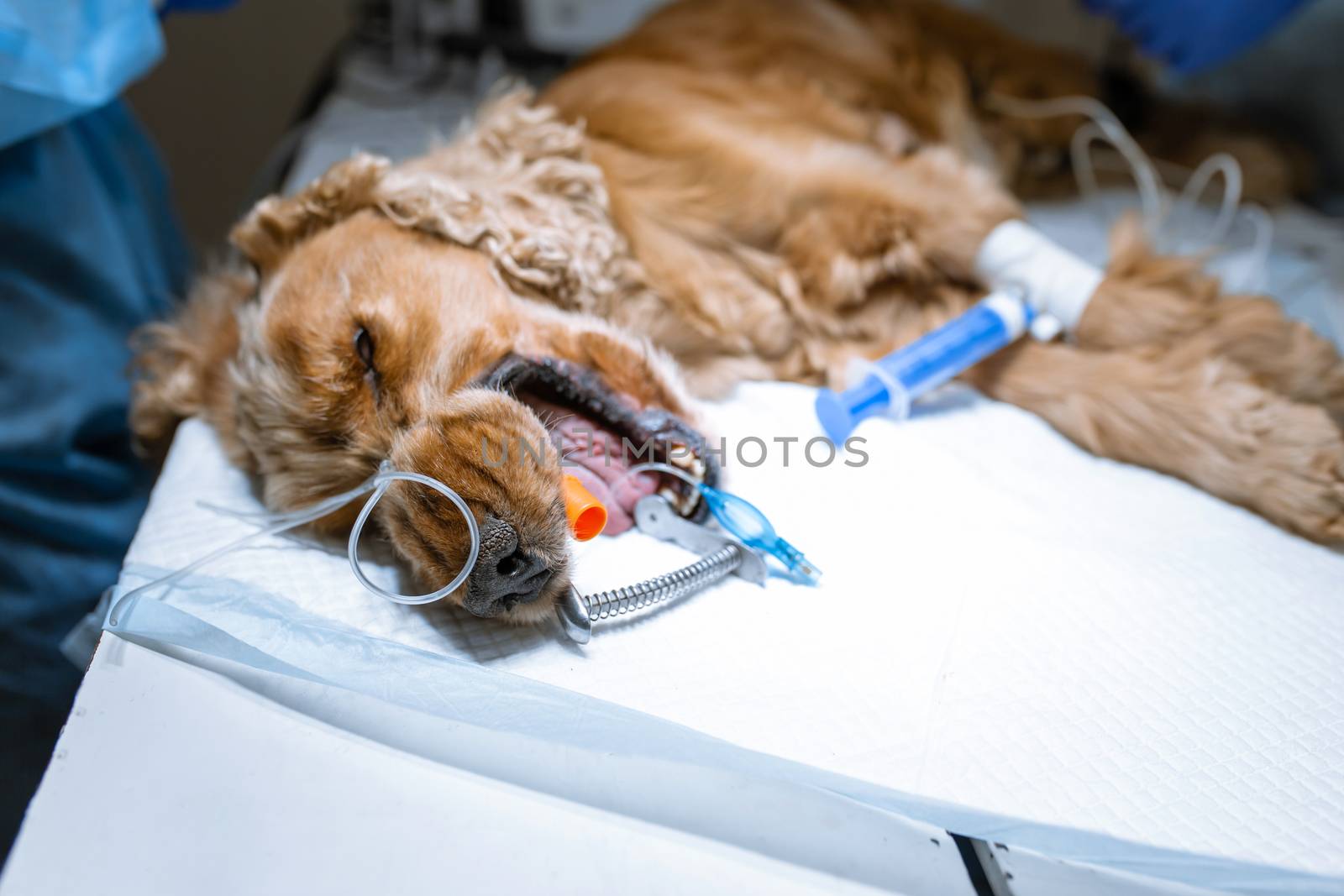 A vet surgeon brushes his dog's teeth under anesthesia on the operating table. Sanitation of the oral cavity in dogs. Dentist veterinarian treats teeth in a veterinary clinic. Veterinary Dentistry by Try_my_best