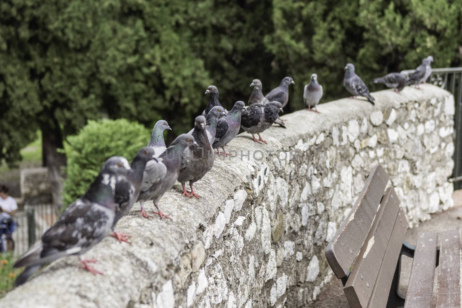 Group of pigeons standing on the wall in the Cimiez neighborhood in Nice, Cote d'Azur, France