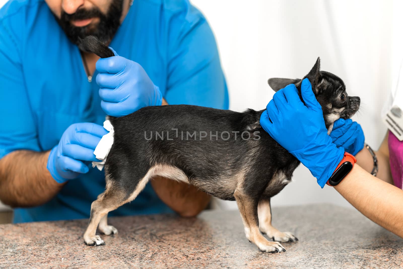 Veterinarians clean the paraanal glands of a dog in a veterinary clinic. A necessary procedure for the health of dogs. Pet care.