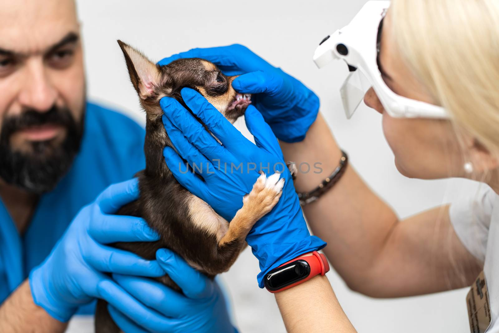 Professional veterinary examination of a dogs teeth. Pet health by Try_my_best