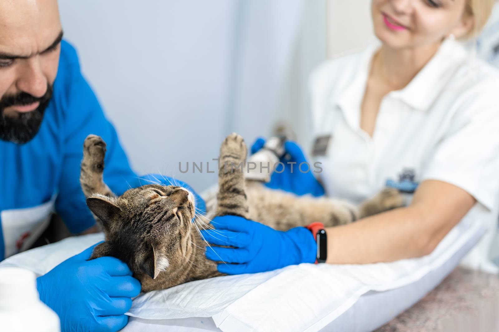 Professional doctors veterinarians perform ultrasound examination of the internal organs of a cat in a veterinary clinic.