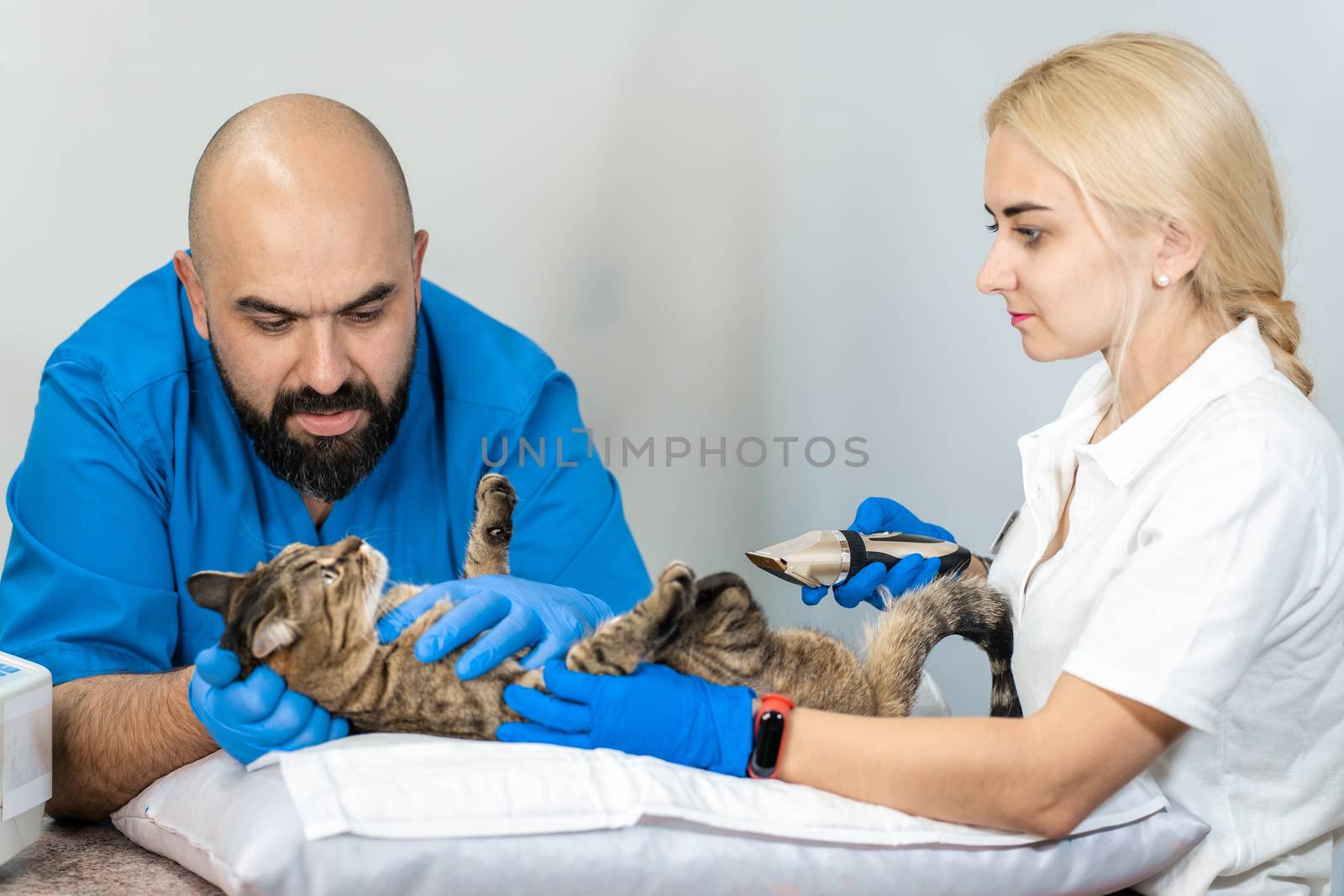 Professional doctors veterinarians perform ultrasound examination of the internal organs of a cat in a veterinary clinic.