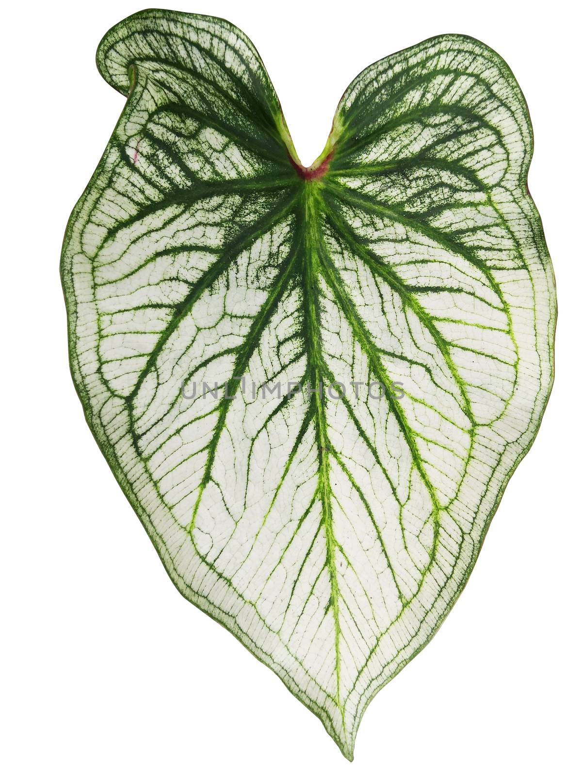 leaf of Caladium or Angel Wings or Heart of Jesus or elephant ear on white background