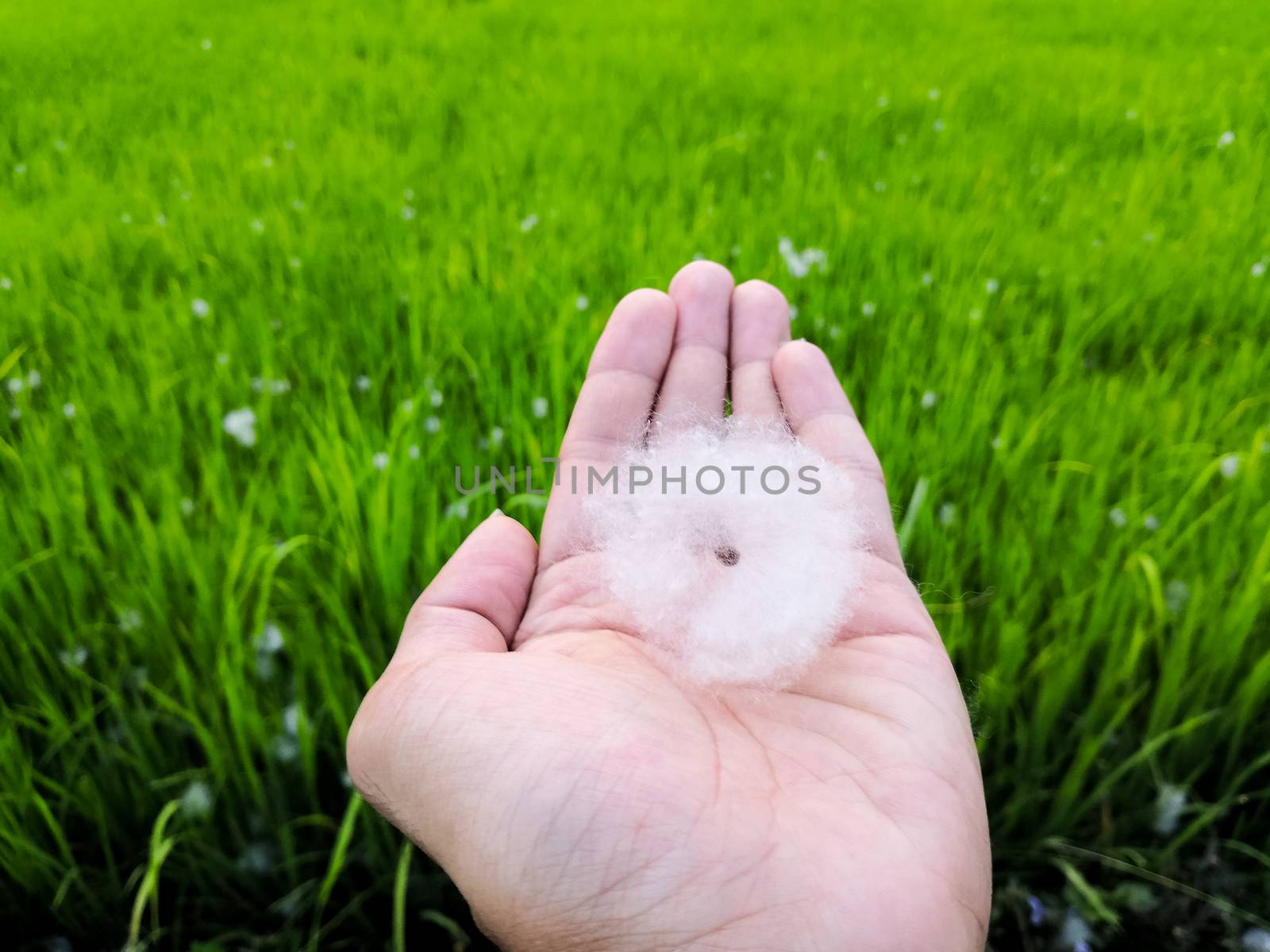 Cotton tree seed cover by fluffy cotton ball on hand with rice field background