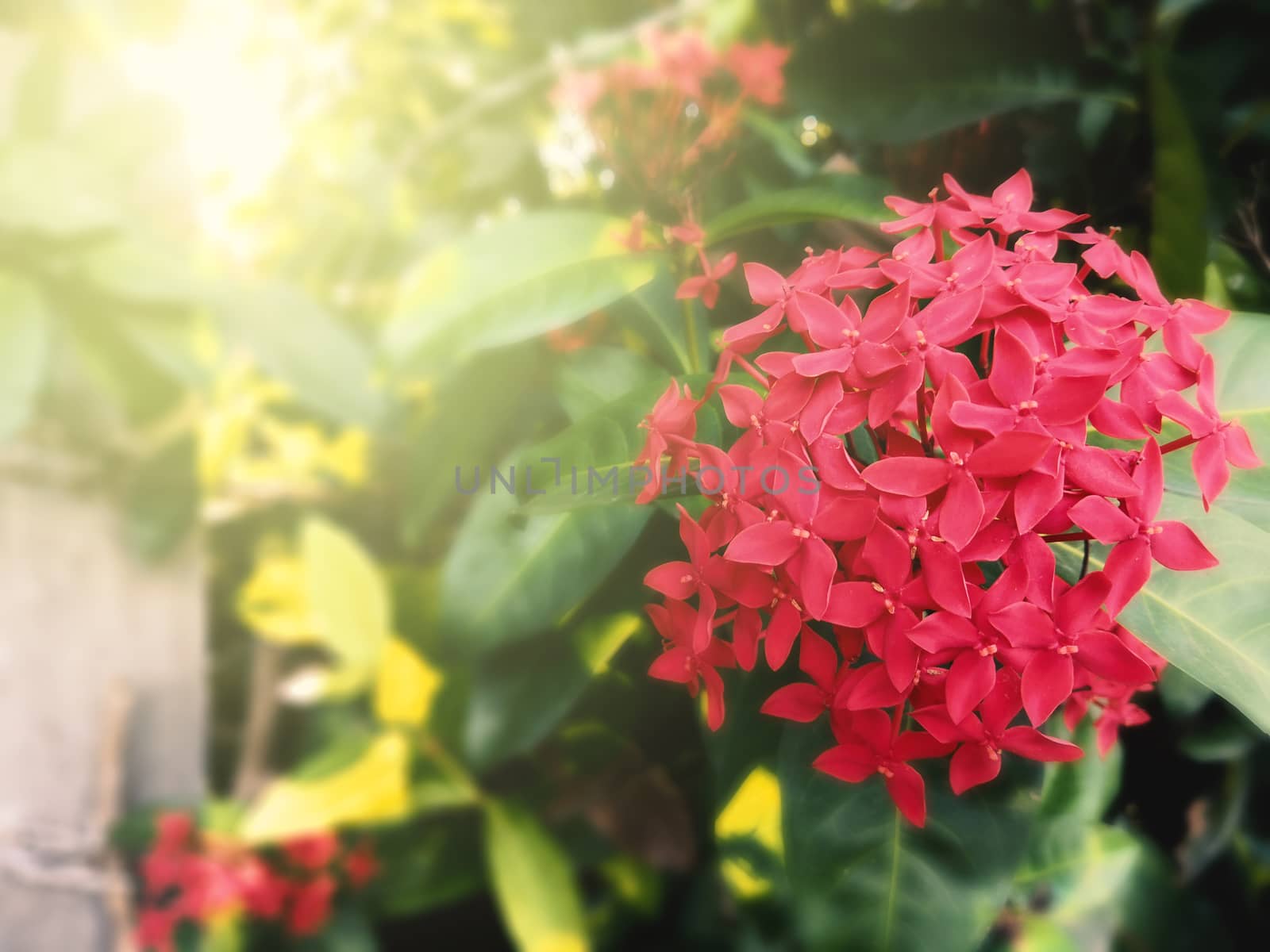 Red spike flowers and sunlight, soft focus