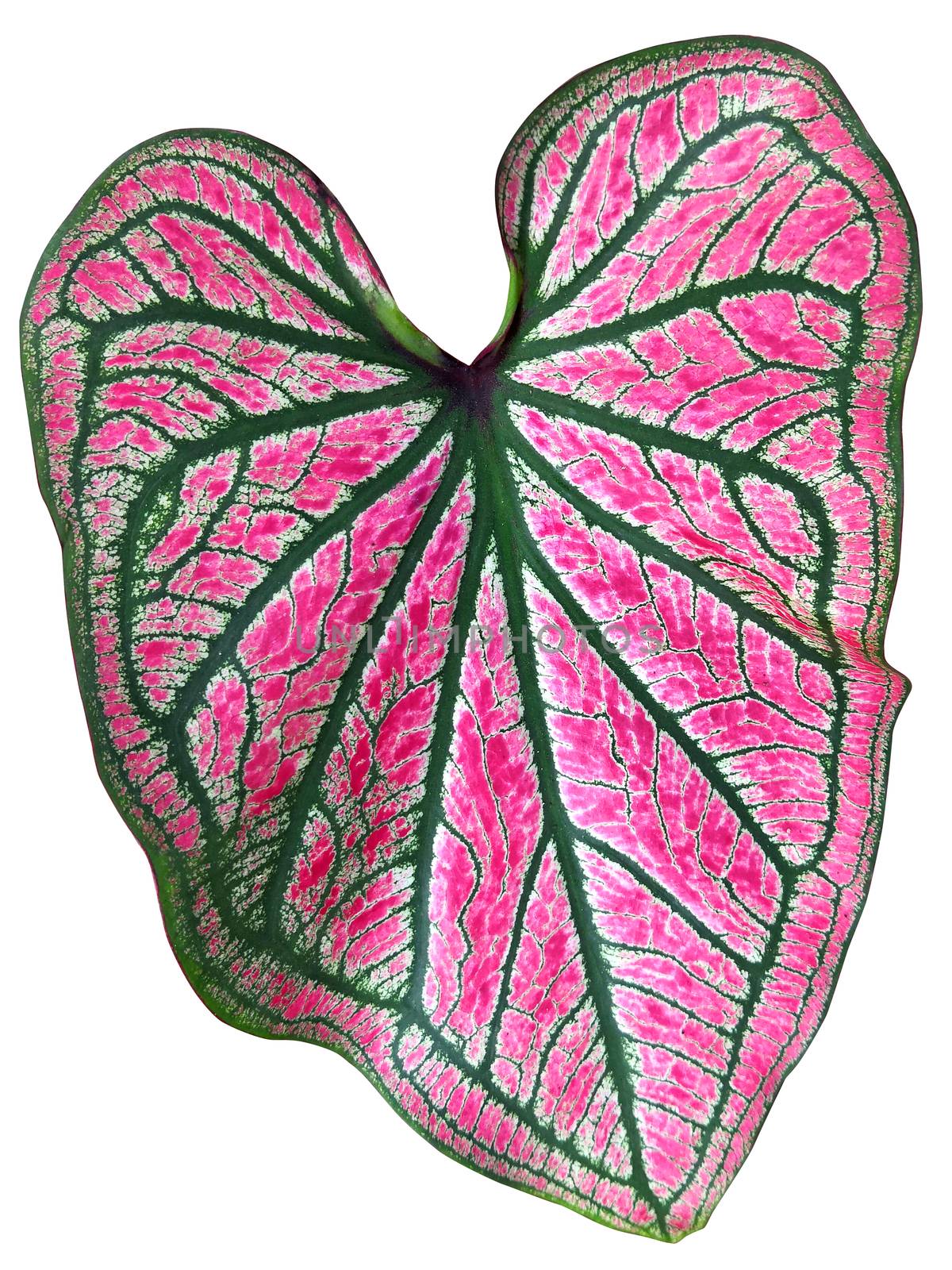 leaf of Caladium by somesense