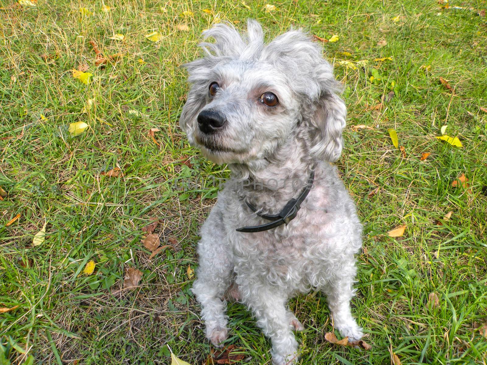 Ashen trimmed poodle on the grass. funny dog with short hair by mtx