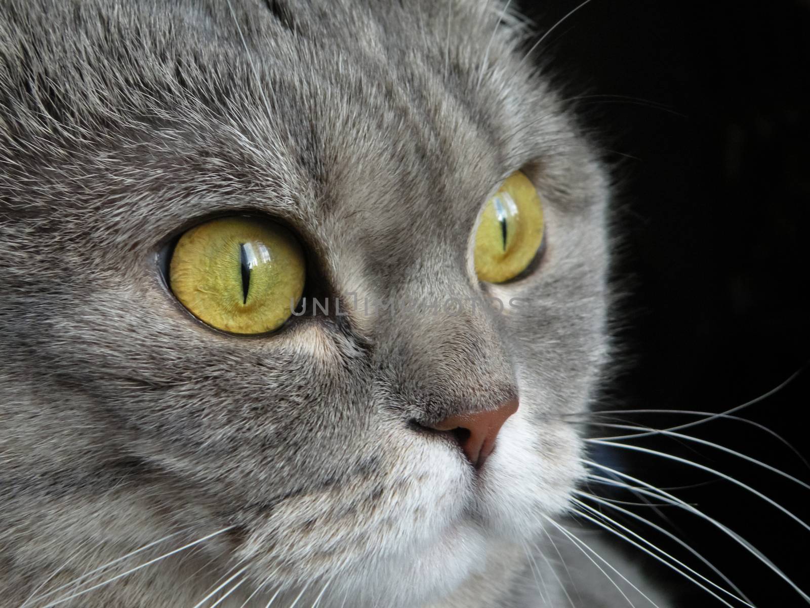 Portrait of gray shorthair British cat with bright yellow eyes on a black background by mtx