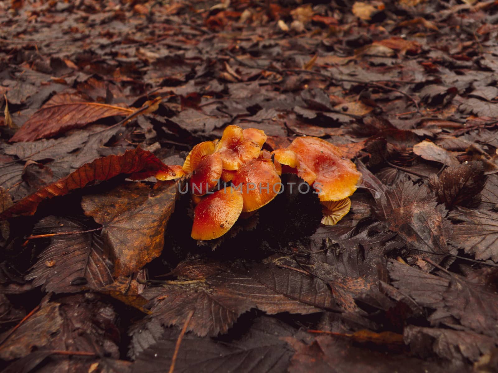 Group of the honey mushrooms in the forest brown foliage by mtx