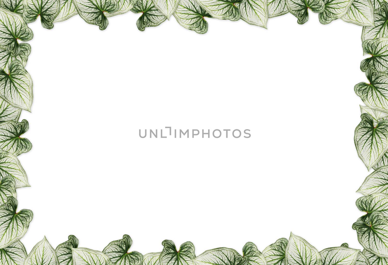 leaf of Caladium make border on white background