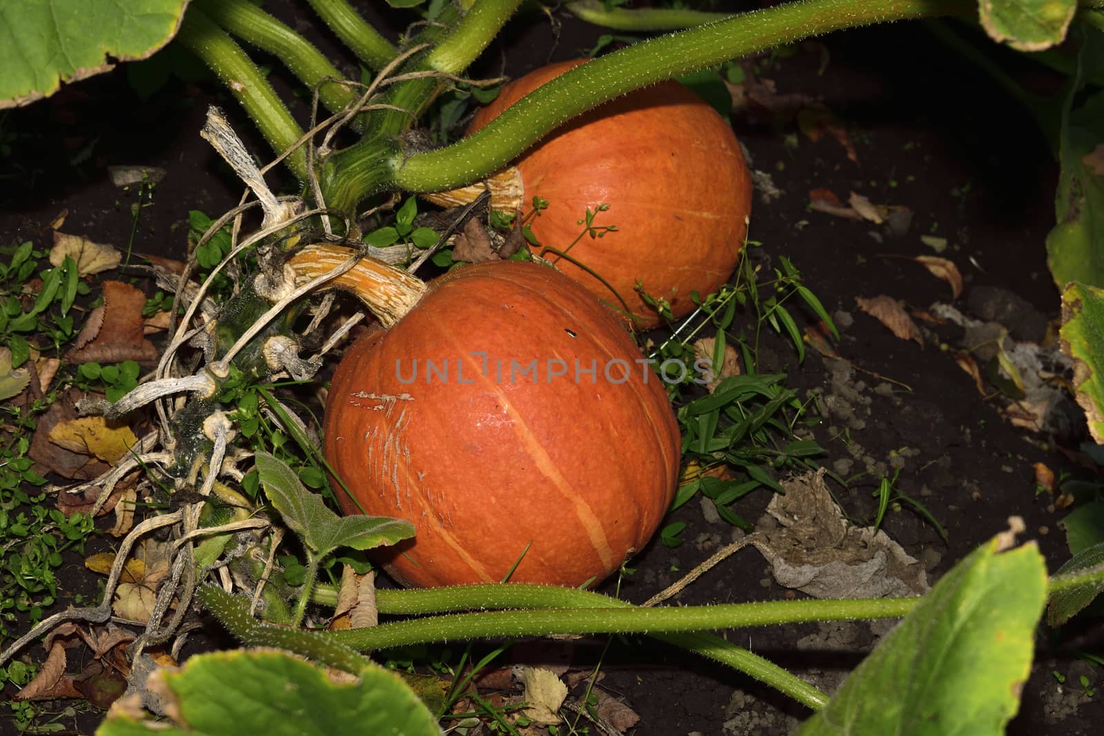 orange pumpkin in the garden, flash shot, came for a pumpkin at night