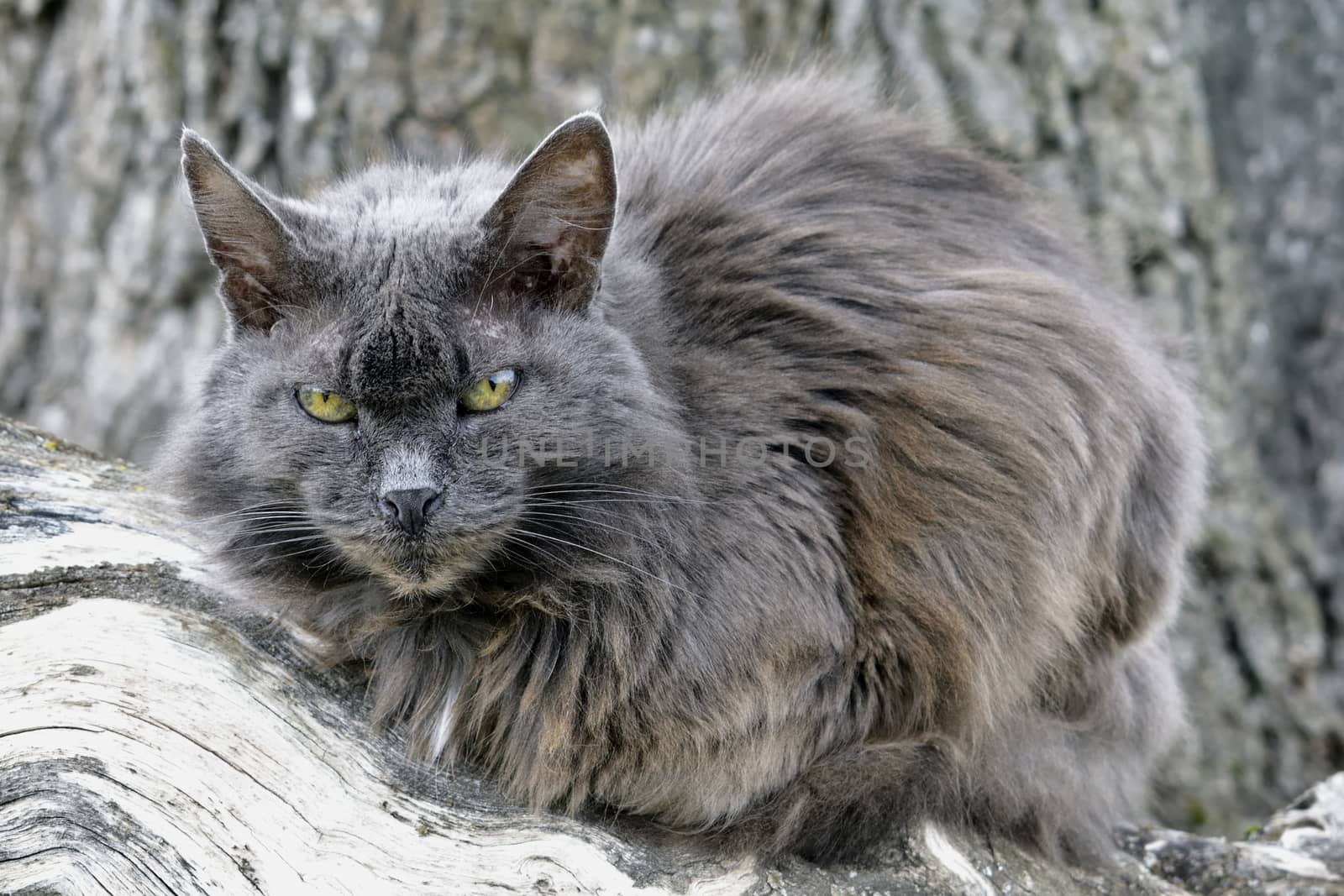 portrait of cat on a background of a large tree