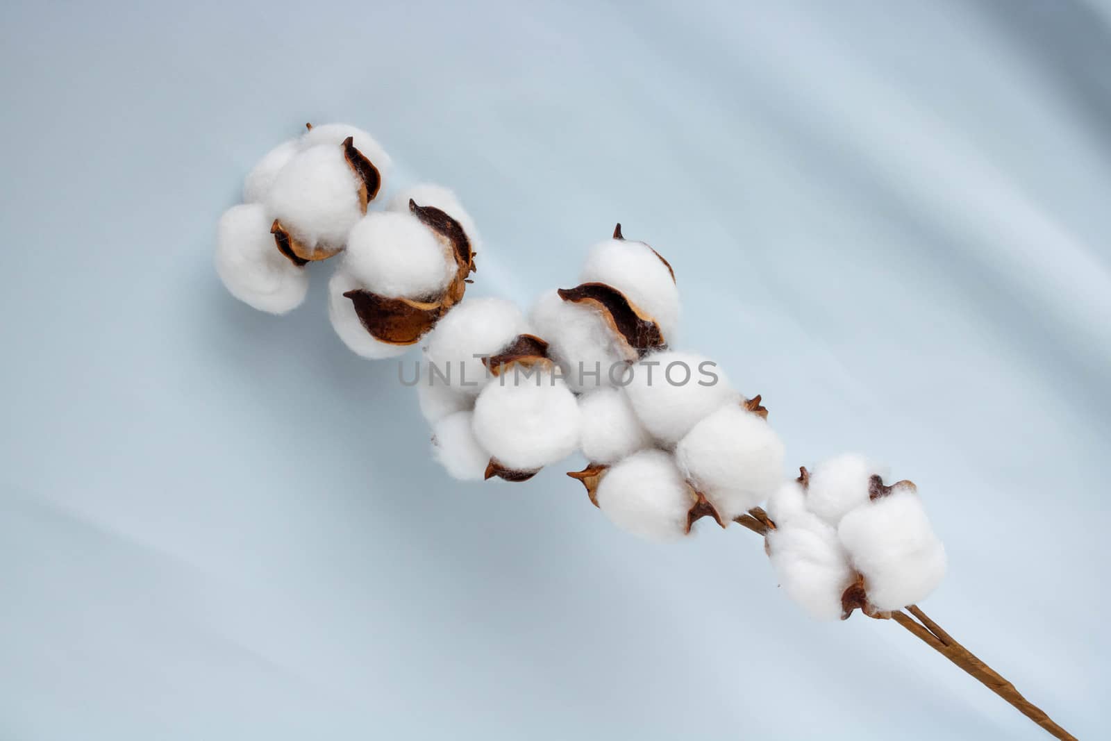 A sprig of cotton against a soft blue fabric.