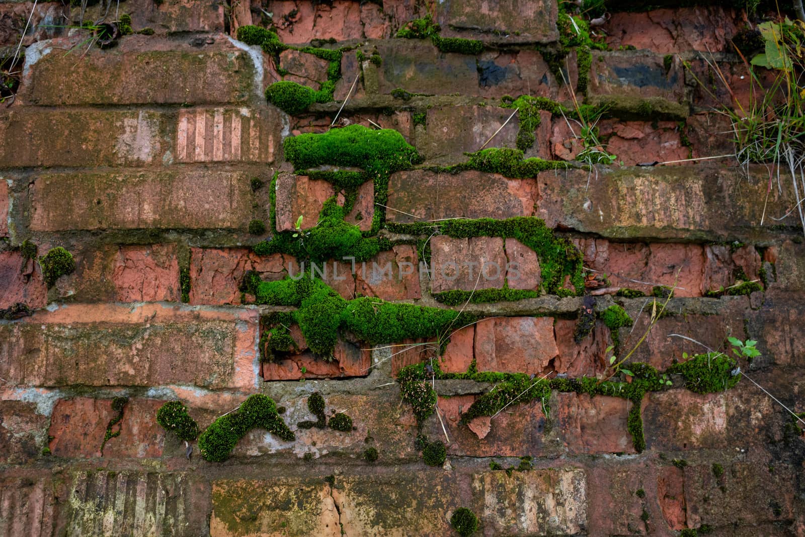 Old ruined brick wall overgrown with moss.