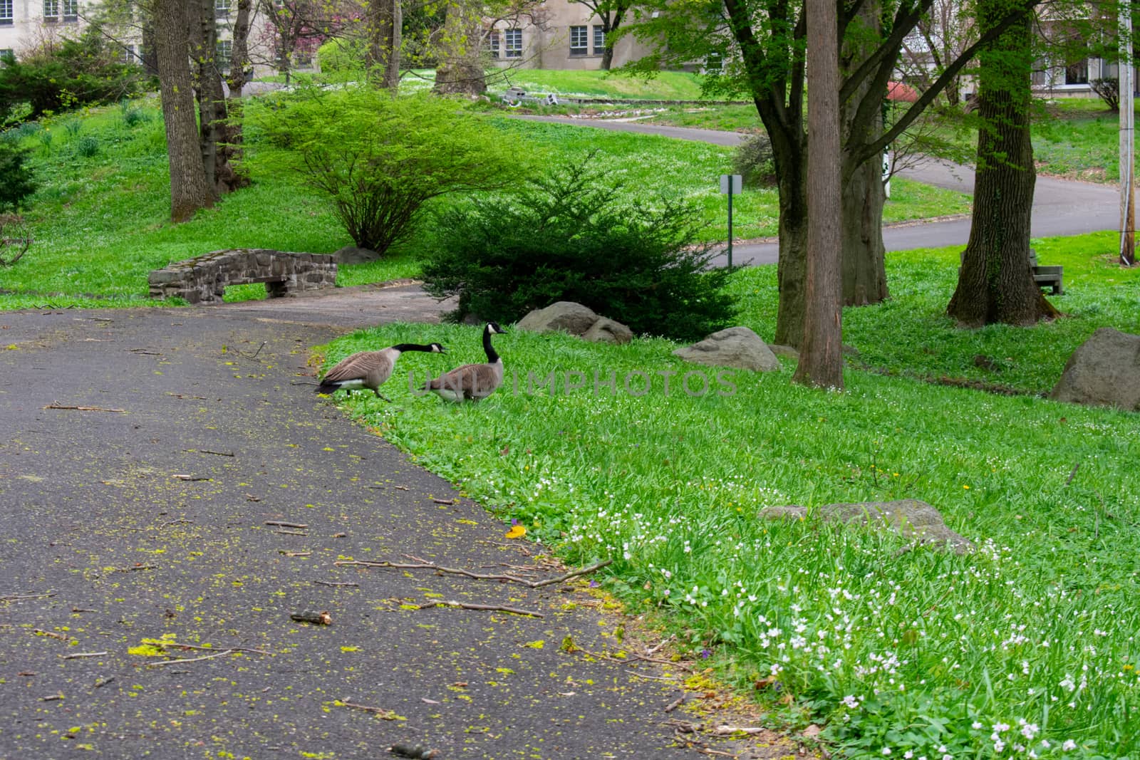 Two Geese Crossing a Paved Path in a Park by bju12290