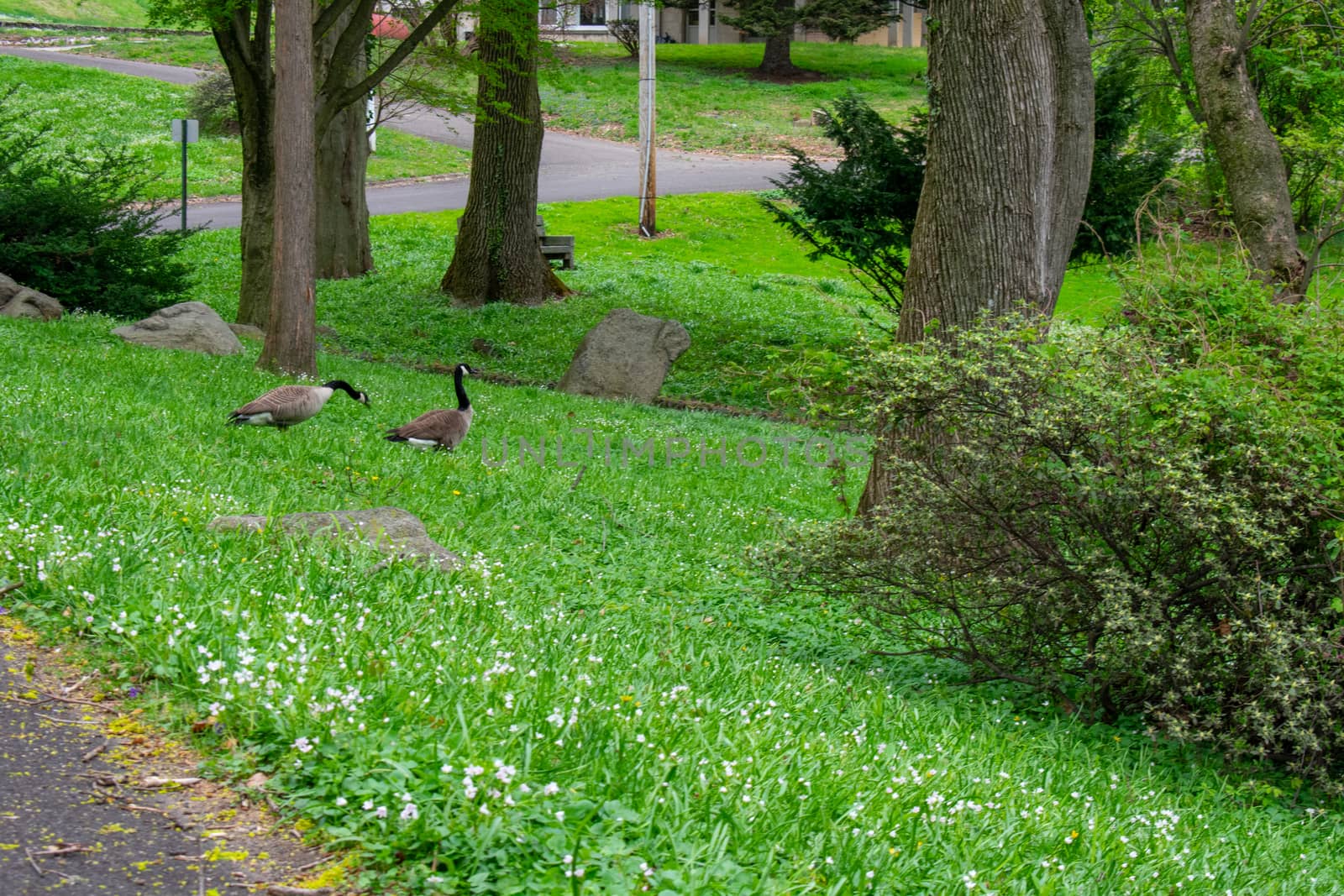 Two Canadian Geese in a Field in a Park Full of Greenery