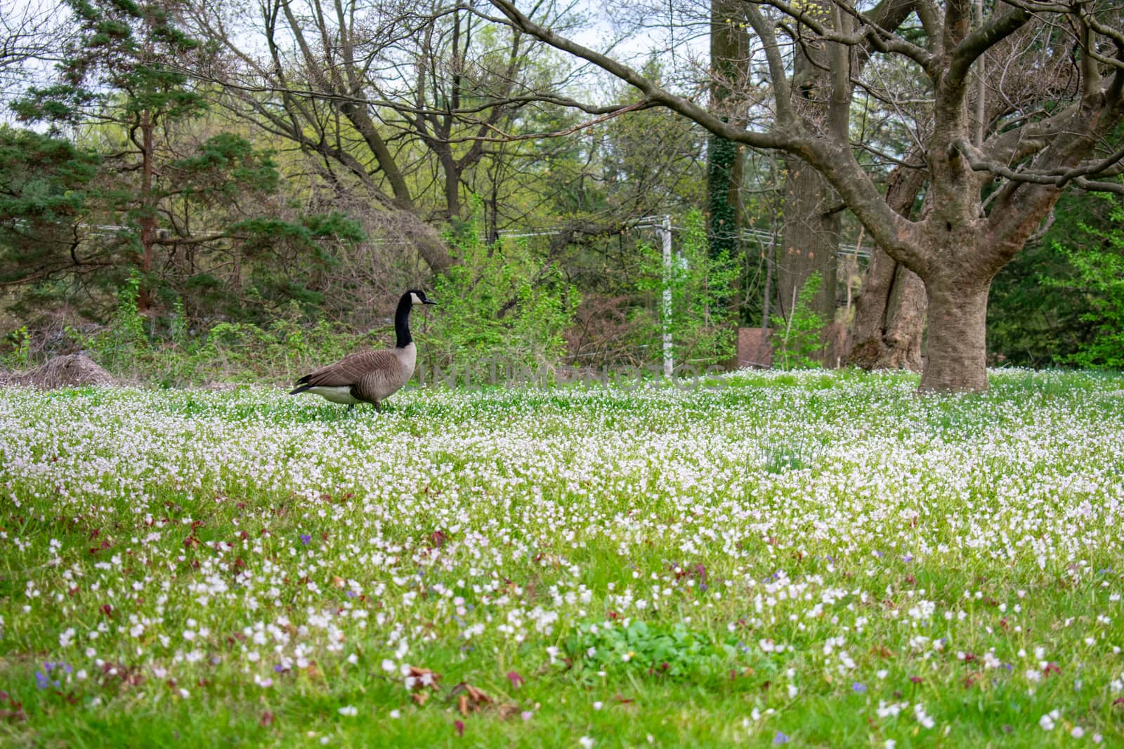 A Goose Walking Through a Field of Grass and Small White Flowers by bju12290