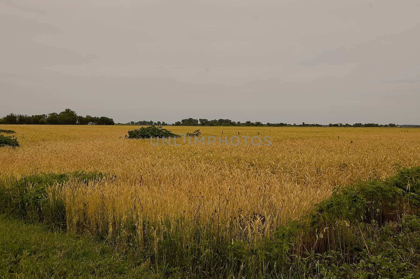 This is a wheat field awaiting harvest time in the summer.