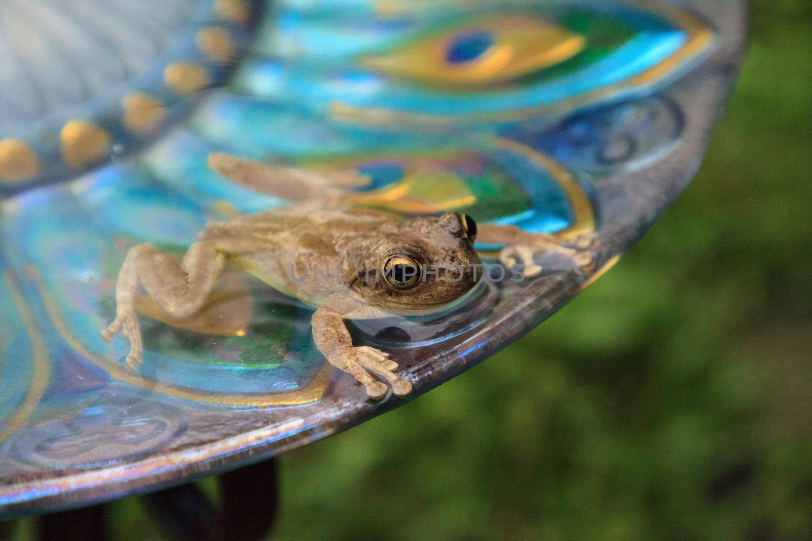 Swimming in a peacock purple bird bath is a Pinewoods treefrog Hyla femoralis.