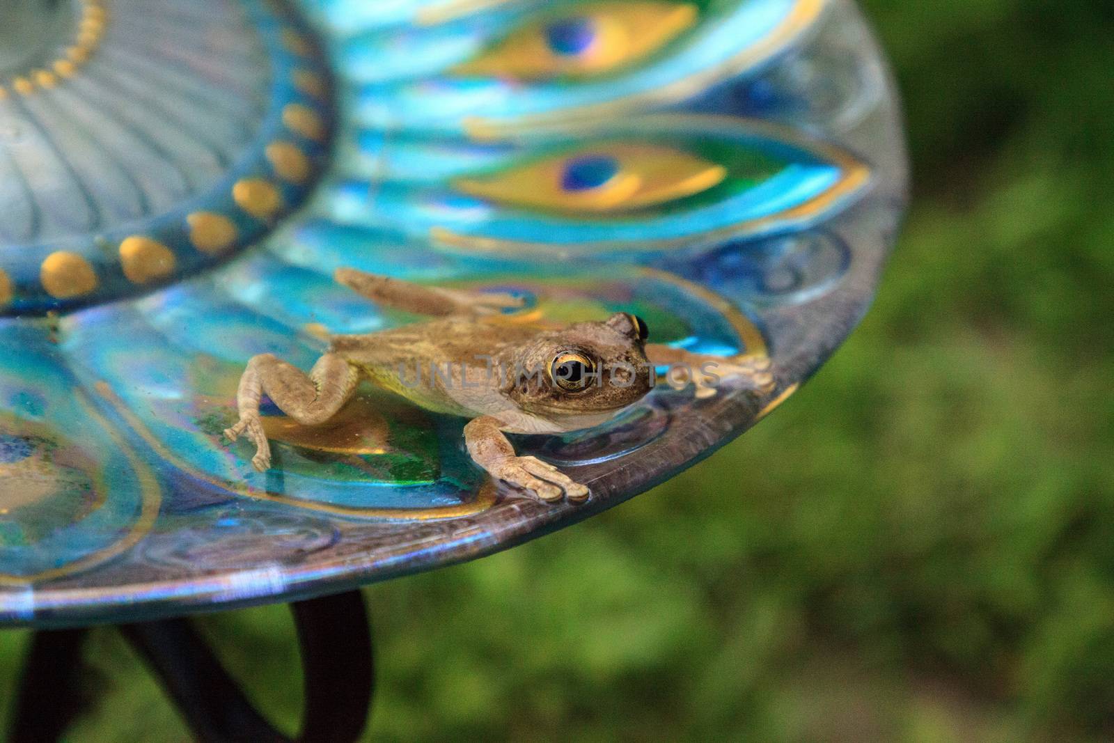 Swimming in a peacock purple bird bath is a Pinewoods treefrog Hyla femoralis.