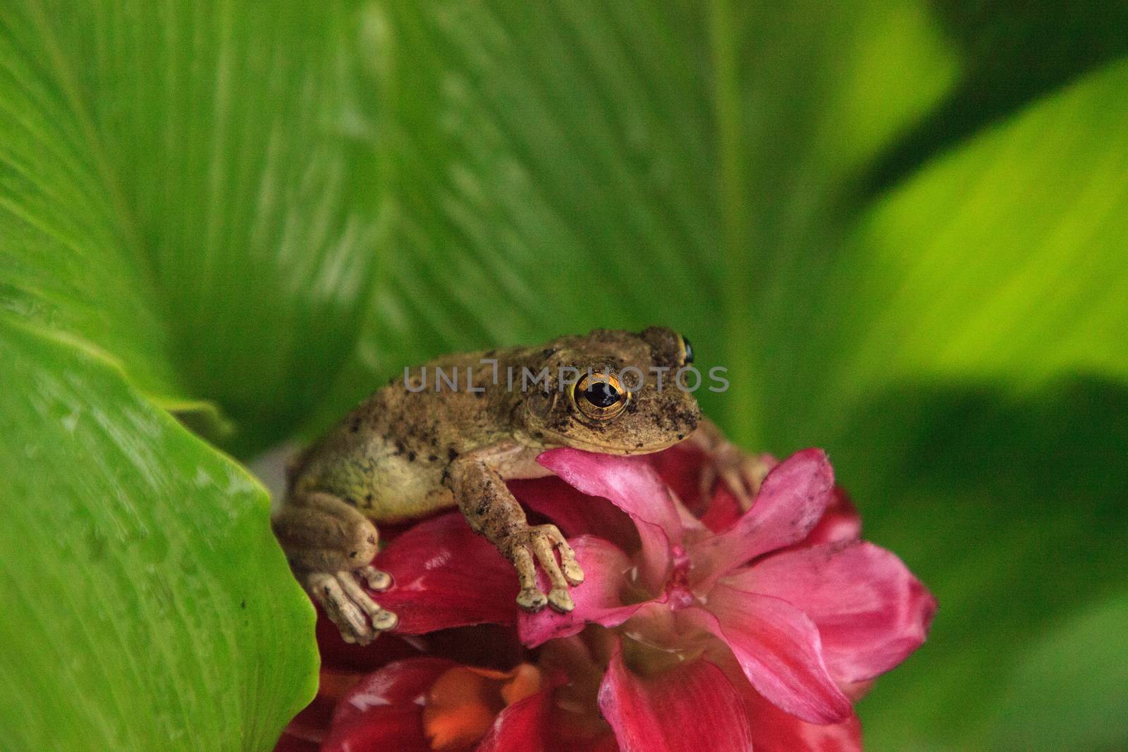 Perched on a Jewel of Burma Ginger flower is a Pinewoods treefrog Hyla femoralis in Naples, Florida