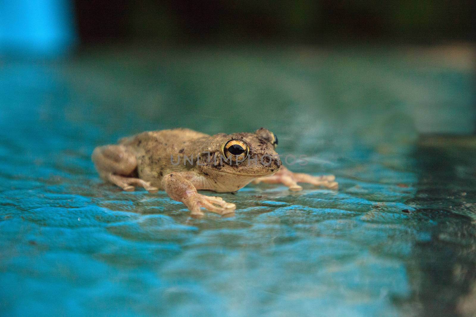 Pinewoods treefrog Hyla femoralis sits on a glass table in Naples, Florida.