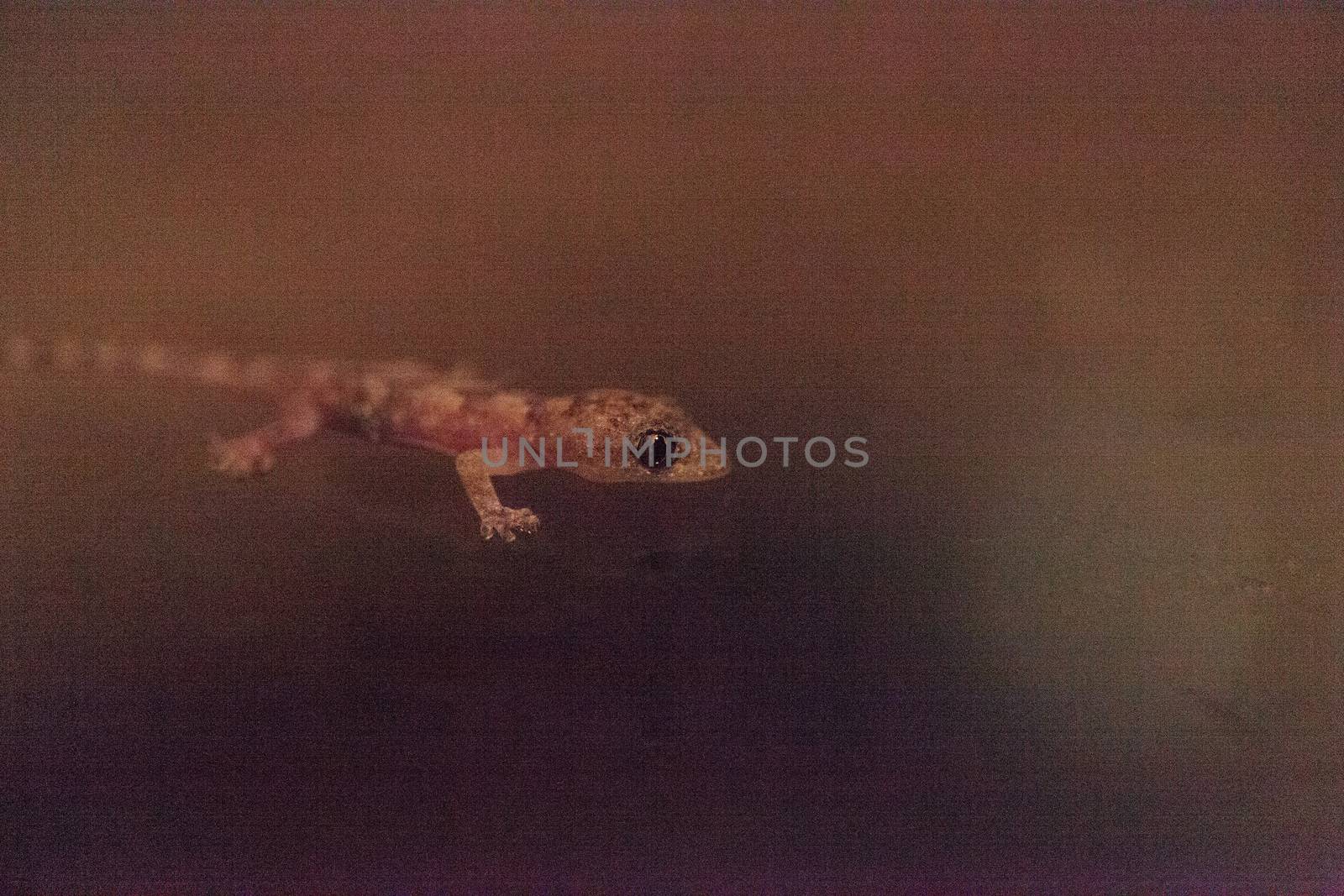 Baby Tropical house gecko Hemidactylus mabouia by steffstarr