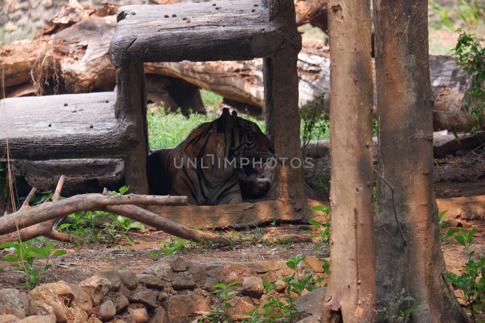 The Sumatran tiger is a population of Panthera tigris sondaica in the Indonesian island of Sumatra. This population was listed as Critically Endangered