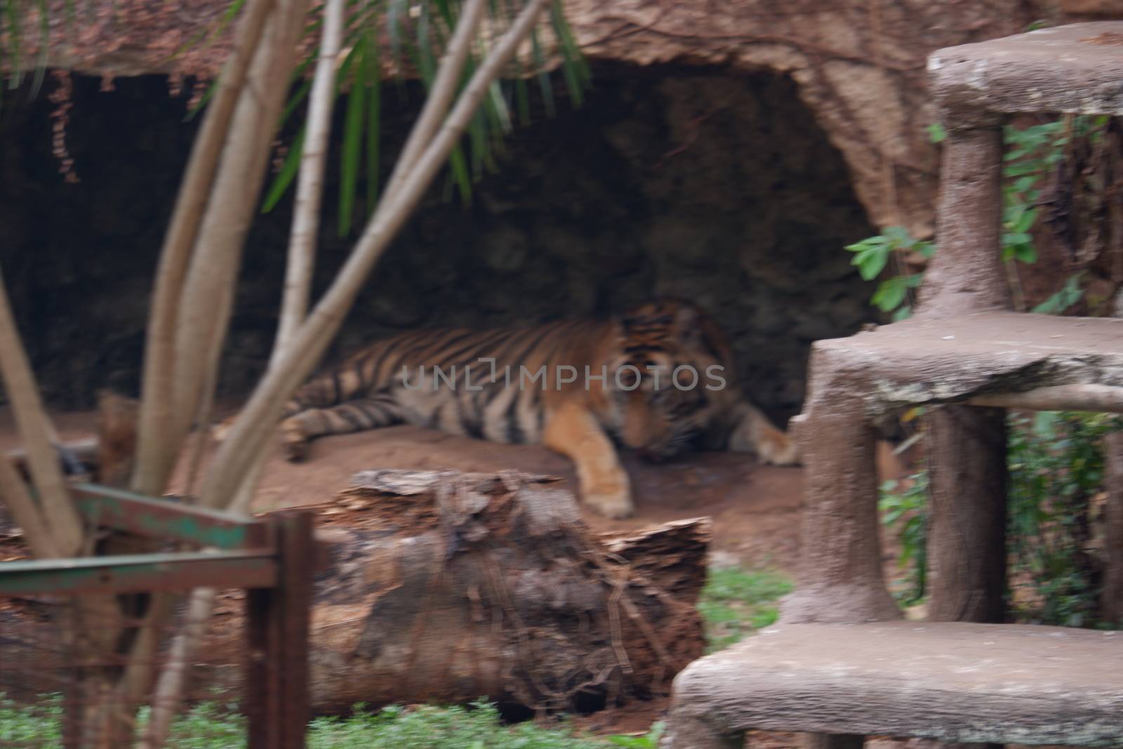 The Sumatran tiger by pengejarsenja