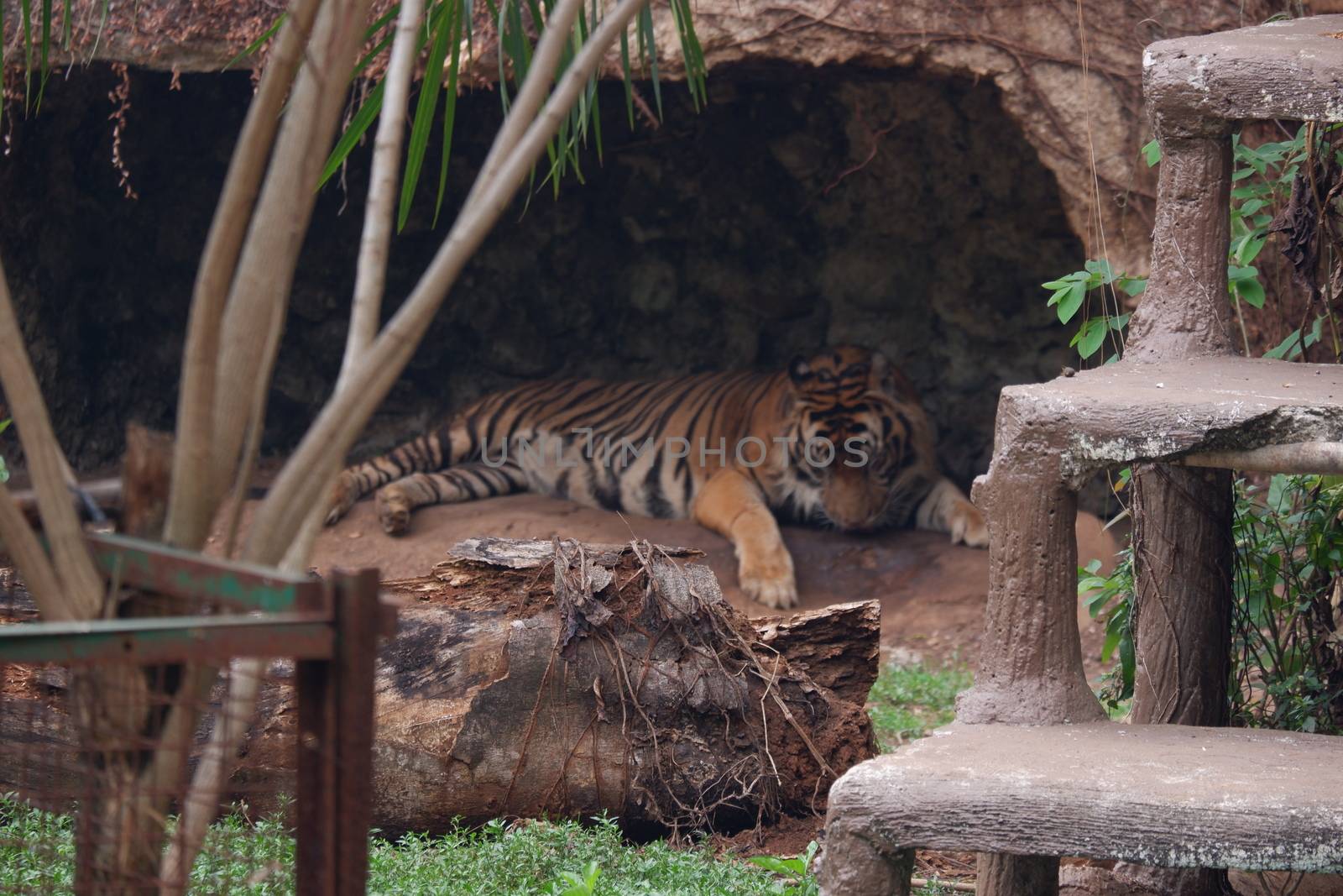 The Sumatran tiger by pengejarsenja