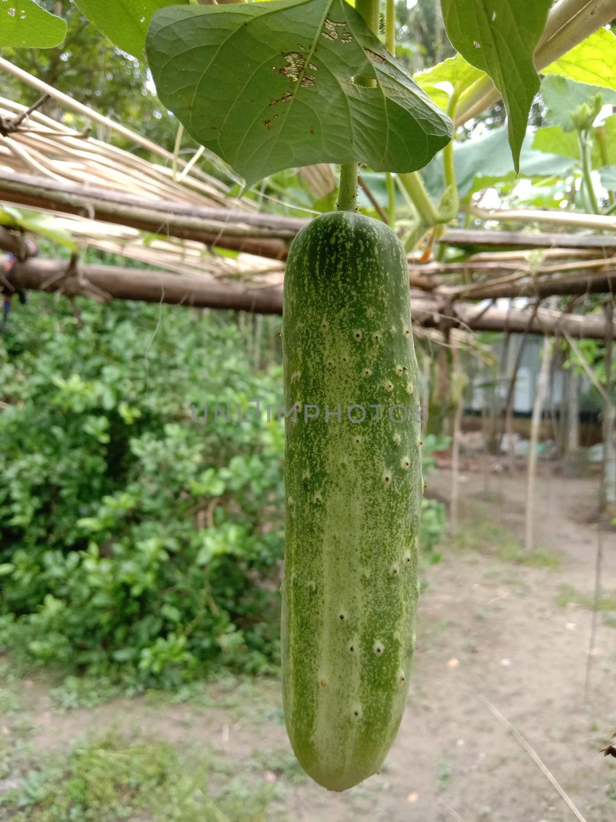 testy and healthy fresh cucumber on tree on garden